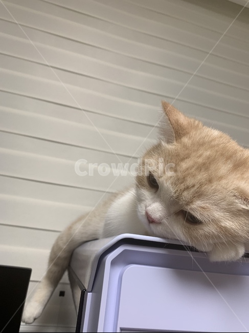 고양이,반려동물,스코티쉬,스트레이트,캣,cat,집사,심기풀편,화남,야옹이,애교쟁이,동물,animal,포유류,mammal,고양이,cat,kitten,kitty