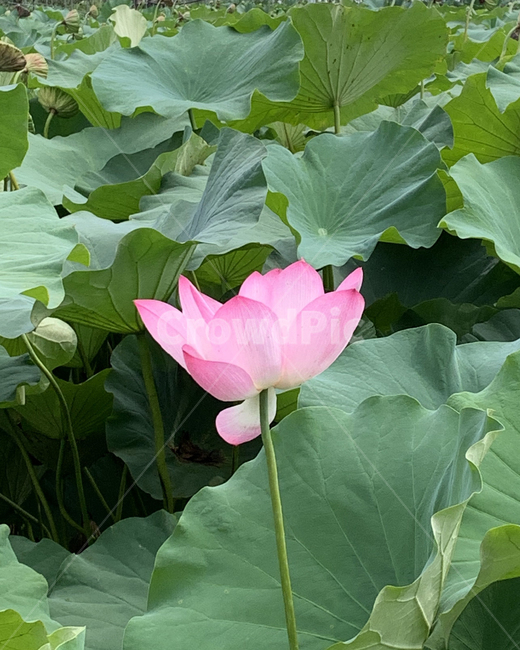 분홍,연꽃,연잎,자연,식물,정물,선유도,꽃,여름,색감,아름다움,flower꽃,plants,nature,flower,background,blossom,배경