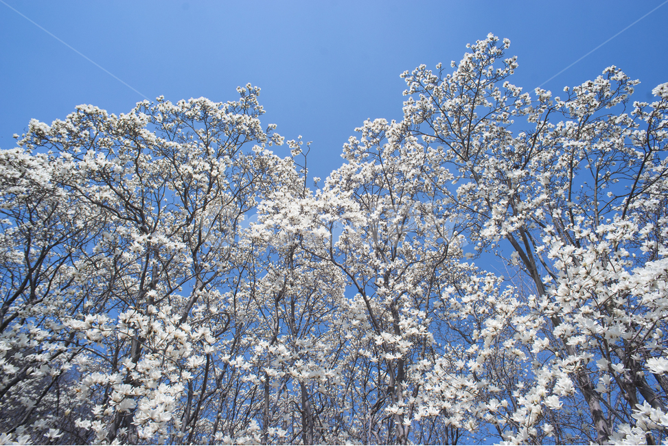 spring flowers,magnolia,spring day,magnolia flower