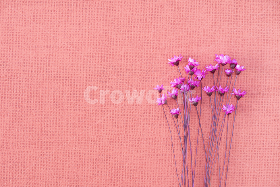 드라이플라워,말린꽃,꽃,식물,프레임,이벤트,건조,빈티지,꽃,flower