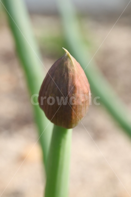 꽃,파꽃,봄,정원,수즙음,식물,자연,plants,nature,꽃,flower