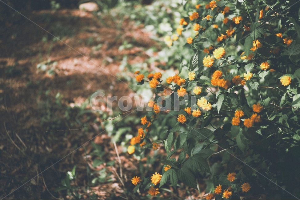 감성사진,꽃,자연,풍경,노란색,식물,자연,plants,nature,꽃,flower,감성,sensible,feeling