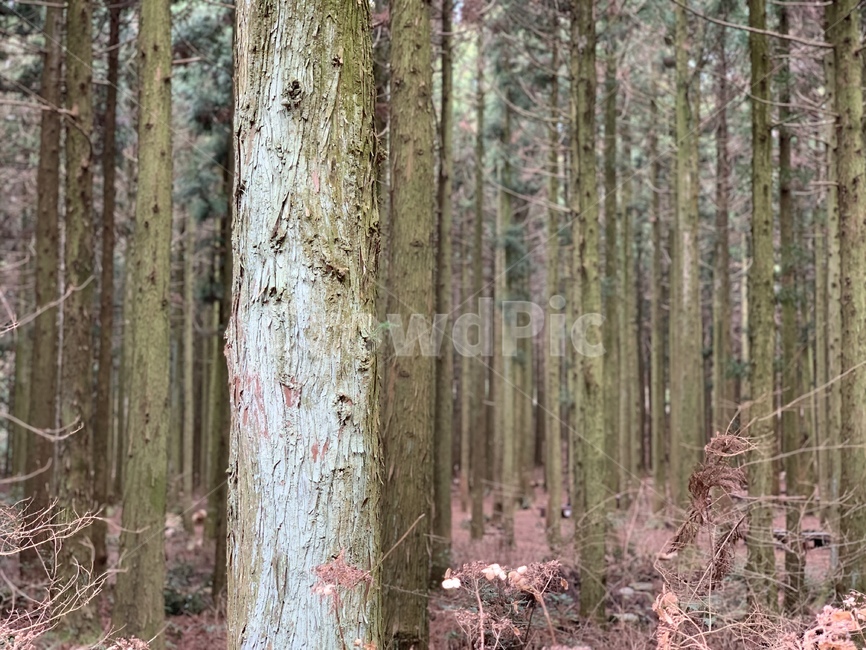 나무,숲,숲길,산책로,사려니숲길,피톤치드,tree,비자림로,비자림,편백나무,삼나무,숲속,산책,자연,풍경,nature,landscape,나무,trees,wood,plant,식물,tree trunk,나무 줄기