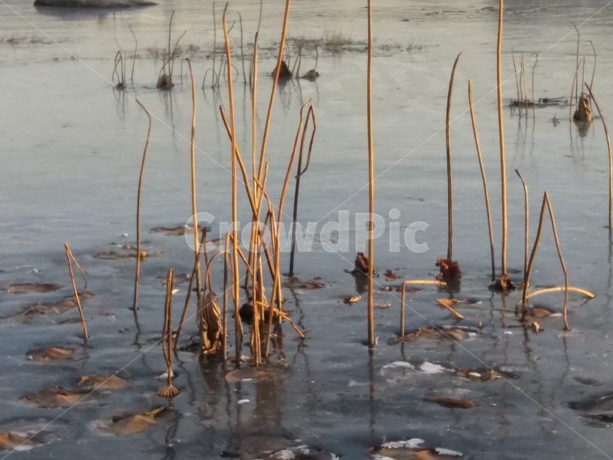 nature,자연,water,물,강,풀