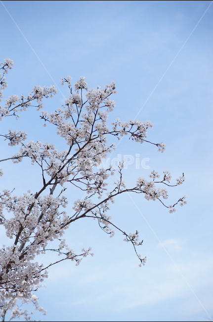 벗꽃,흰구름,4월,파랑하늘,하늘하늘,맑음,봄,계절,spring,season,식물,자연,plants,nature,꽃,flower,plant