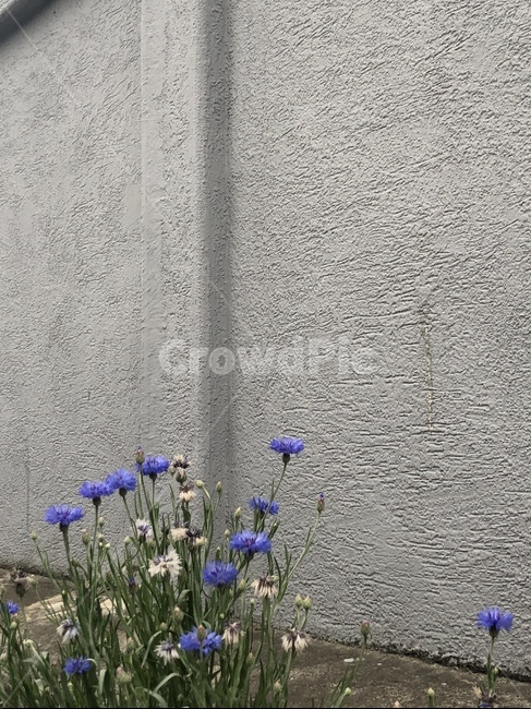 들꽃,꽃,보라색꽃,감성,분위기