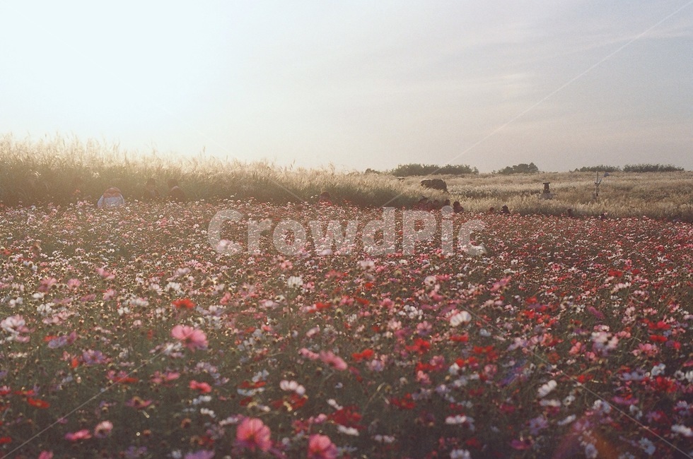 코스모스,가을,하늘공원,flower,꽃,노을,필름사진