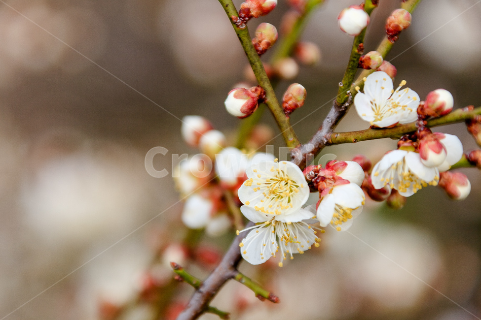 매화,식물,꽃,봄,꽃들,꽃잎,봄,계절,spring,season,식물,자연,plants,nature,꽃,flower,plant