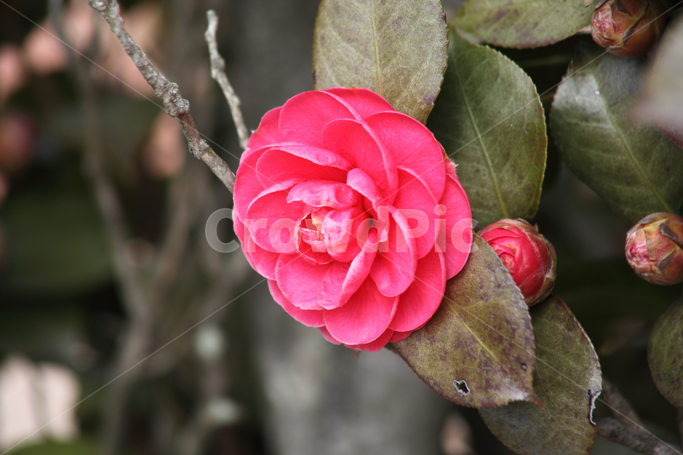 동백나무,꽃,봄,camellia,commoncamellia,동백꽃,Camelliajaponica,식물,자연,plants,nature,꽃,flower