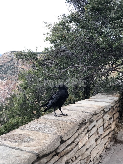 가마귀,새,동물,미국,그랜드캐년,그랜드캐니언,자연,animal,bird,동물,animal,조류,새,birds