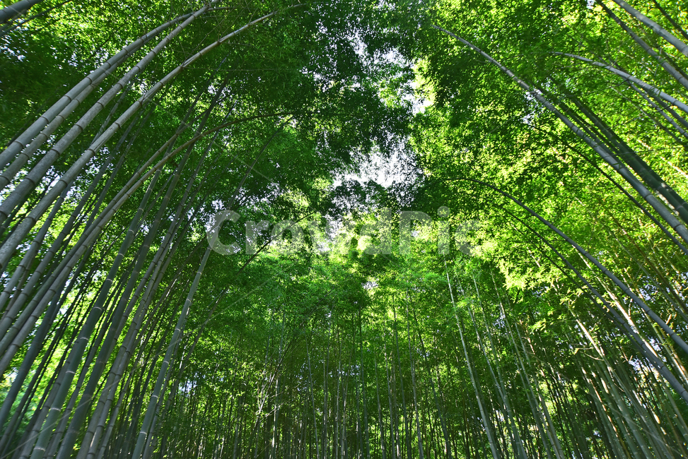 monocot plant,bamboo forest,green,evergreen,rectitude,bamboo,rice tree,background,plant,bamboo leaves,Drawing department,Straight