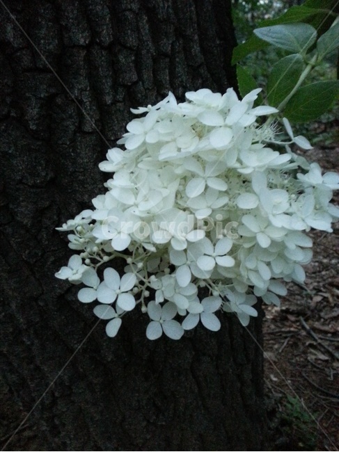 수국,하얀꽃,산수국,flower,수국부케,흰꽃,한송이,신부,부케,숲,순수,예쁜꽃,단아한꽃,눈송이꽃,결혼,신부배경,부케배경,결혼식배경,꽃배경,하얀꽃배경,축복배경,신비한꽃,결혼배경,청초,순결,자연,식물,결백,nature,plants,emotion,innocence,sensitive,식물,자연,plants,nature,꽃,flower