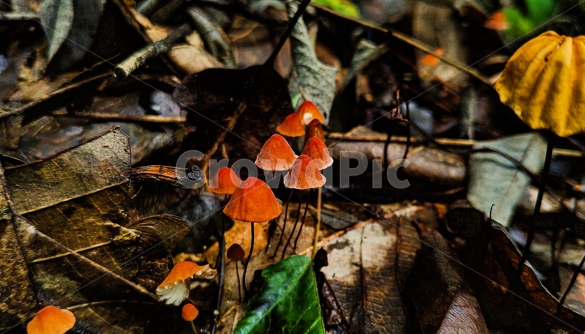버섯,식물,자연,plant,mushroom,버섯,mushroom