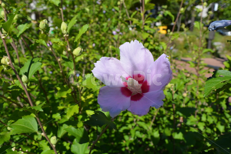 무궁화,꽃,국화,한국,korea,hibiscus,roseofsharon,mugunghwa,flower