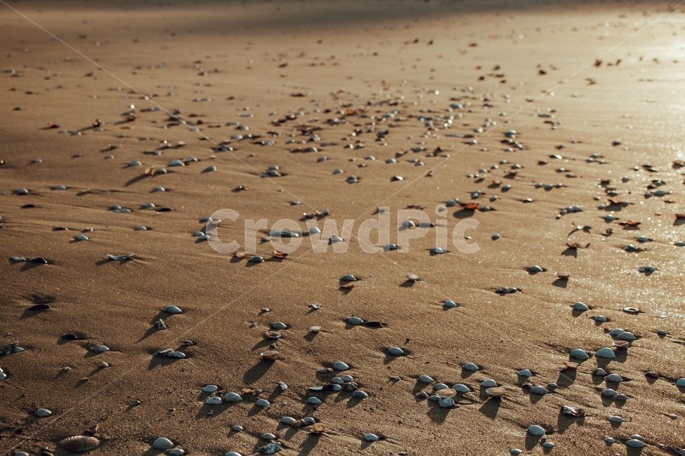 조개,자연,모래,서해,햇빛,해변,바다,beach,sea