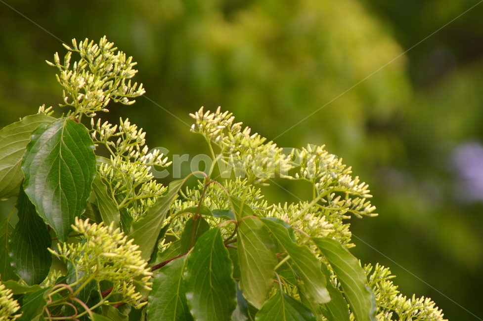 plant,식물,초록,꽃,잎