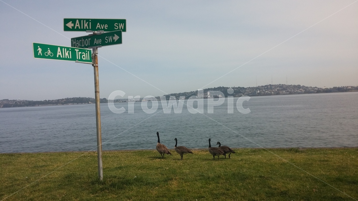 거위,alkitrail,시애틀,해변,비치,beach,seattle,goose,cozy,calm,geese,family,패밀리,가족,동물,animal,조류,새,birds