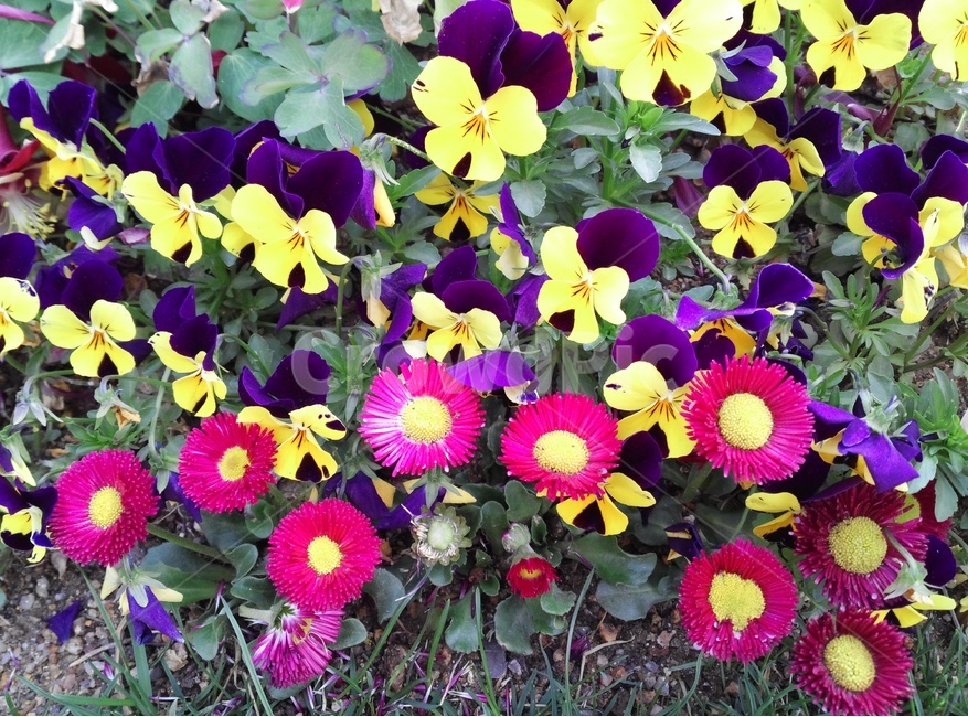 화단,꽃밭,꽃,식물,꽃봉오리,flower,plant,blossom,spring,봄