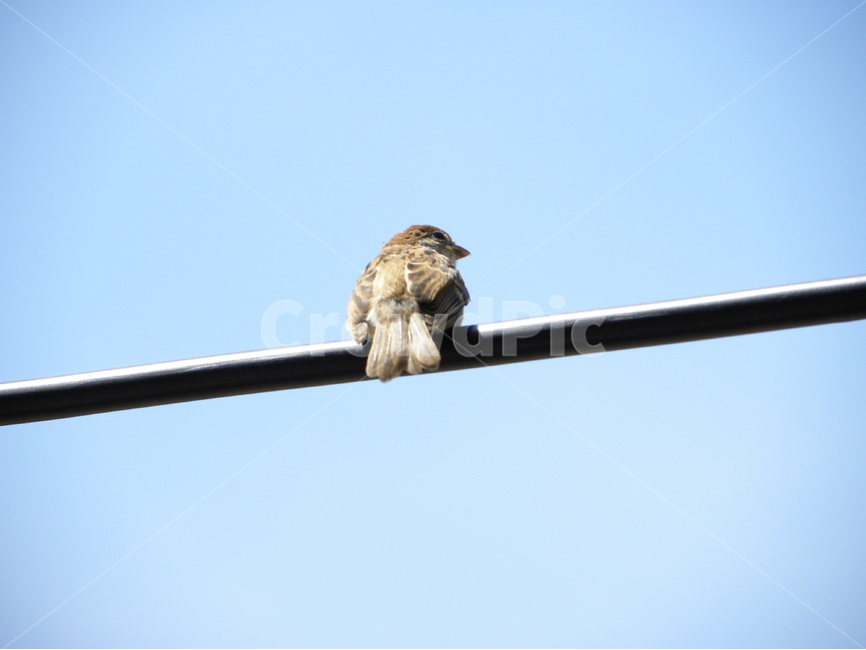 참새,전선,케이블,전기줄,도시,sparrow,wire,cable,city,동물,animal,조류,새,birds