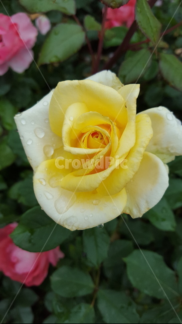꽃,장미,plant,노란장미,노랑,이슬,한송이,식물,자연,plants,nature,꽃,flower