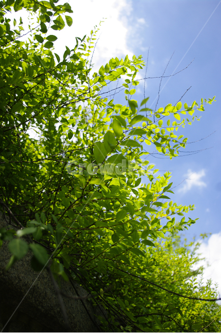 하늘,구름,나무,잎,식물,신록,초록,자연,풍경,nature,landscape,plant,sunlight,햇빛