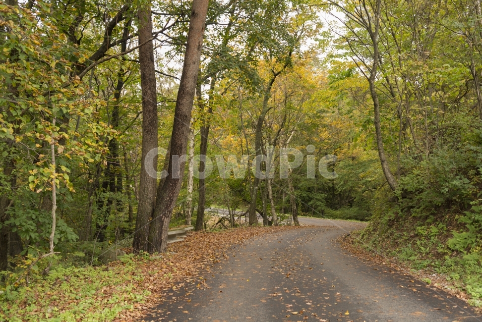 숲길,forest,나무,wood,길,street,way,가을,fall,감성,자연,풍경,nature,landscape,식물,plants,나무,trees,wood,asphalt,아스팔트