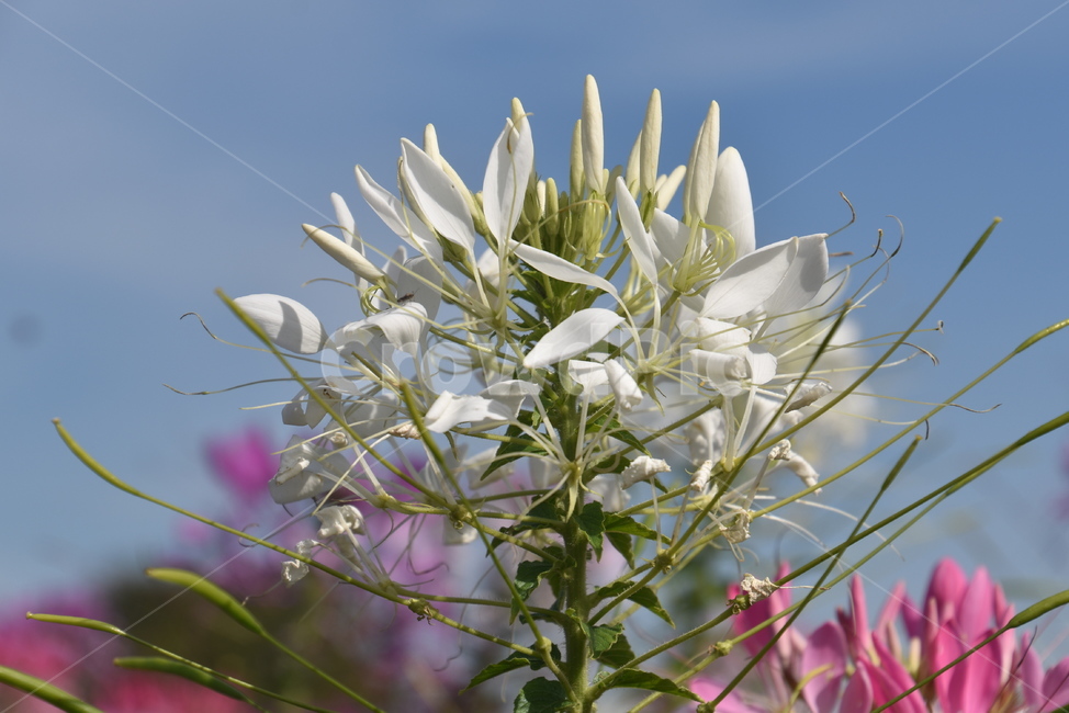 plant,식물,꽃,flower,풍접초,식물,자연,plants,nature,꽃,flower