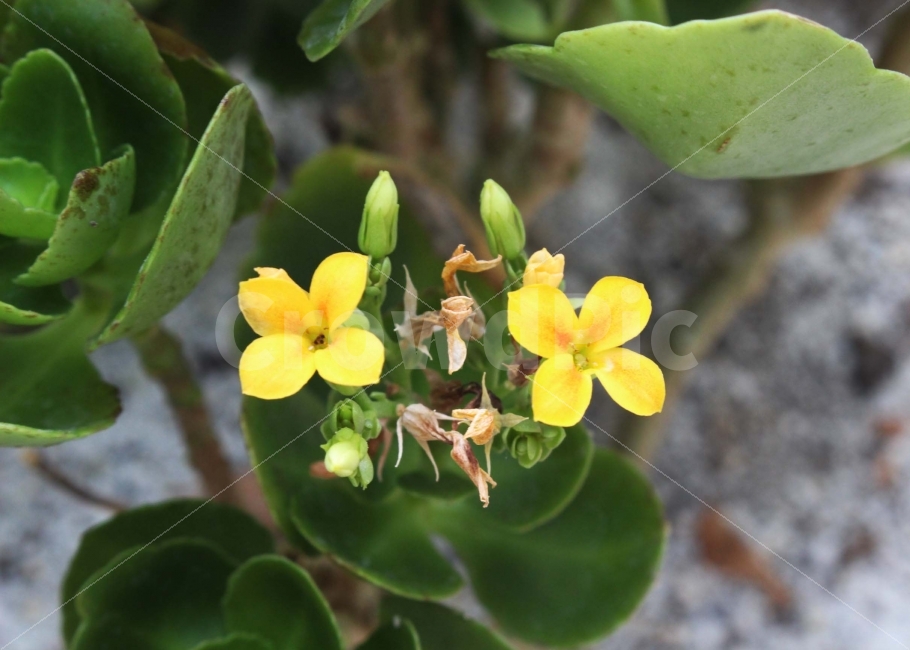 꽃,들꽃,봄,노랑,노란색,풀,식물,초록,초록색,잎,가지,flower,식물,자연,plants,nature,꽃,flower