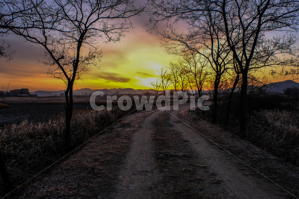 나무,초겨울,길,흙,아침,구름,하늘,자연,풍경,nature,landscape,dirt road,흙길,gravel,자갈,road,도로,ground,바닥