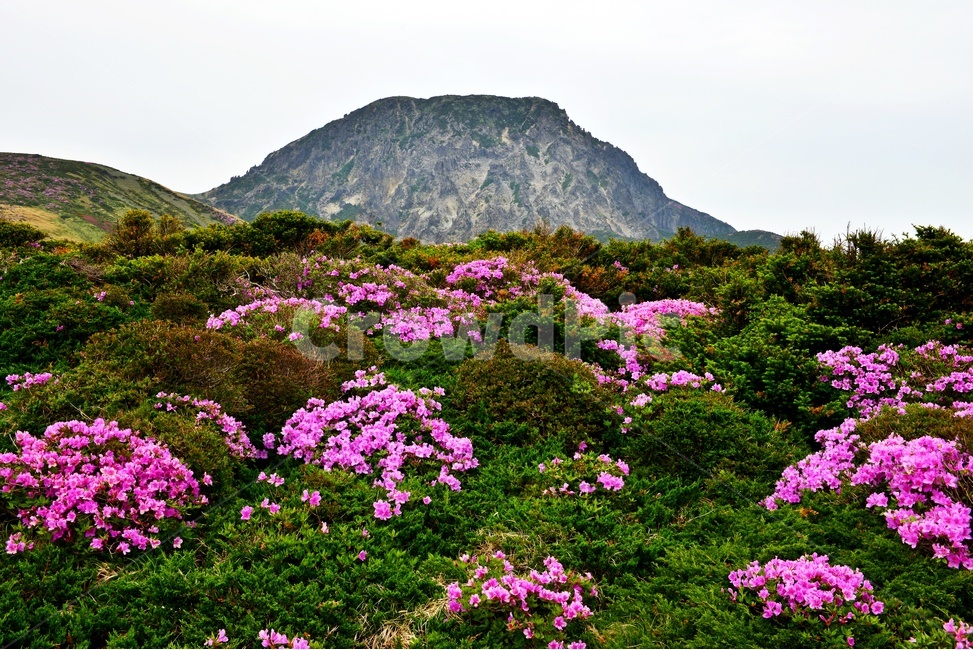 제주,한라산,한라산봄,한라산철쭉,철쭉꽃,봄,계절,철쭉,영실,윗세오름,plant,식물,nature,outdoors,옥외,hill,언덕,경치,경관,풍경,비경,제주봄,자연,풍경,nature,landscape