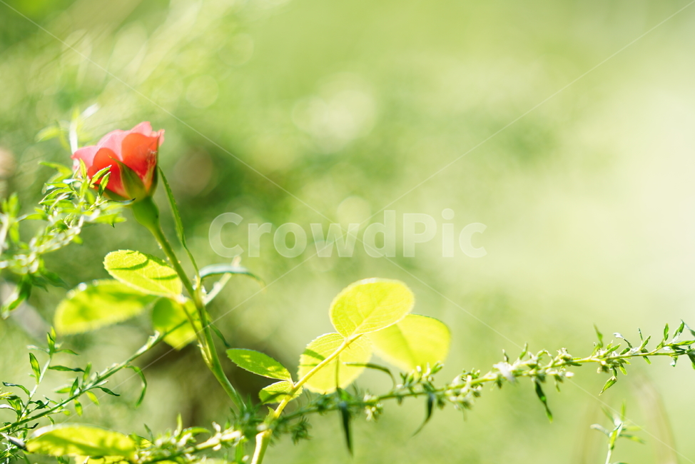 꽃,식물,생물,플라워,flower,장미,plant,rose,식물,자연,plants,nature,꽃,flower