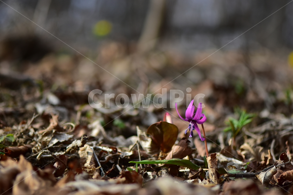 얼레지,야생화,봄,꽃,풀꽃,자연,식물,식생,plants,nature,spring,season,flower