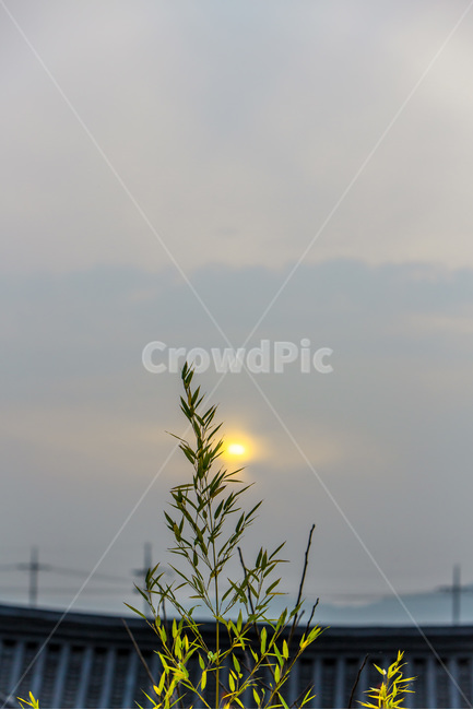 기와,일몰,풍경,대나무,고택,식물,자연,plants,nature