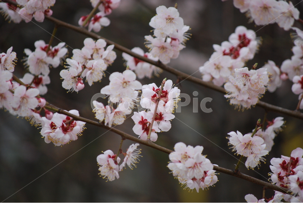 꽃,벚꽃,매화,봄,겨울,봄꽃,겨울꽃,꽃잎,flower,cherryblossom,spring,winter,식물,자연,plants,nature,꽃,flower