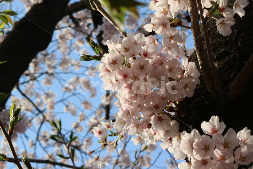 봄꽃,벚꽃,봄,cherryblossoms,왕벚꽃
