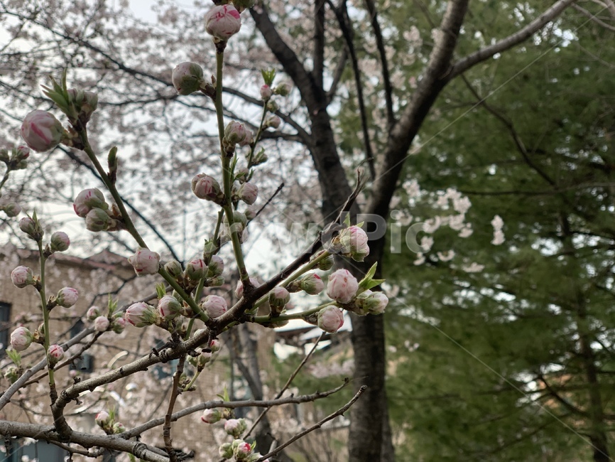plant,식물,blossom,꽃,봄,spring,봉우리,나무,tree,나뭇가지,새싹,꽃봉우리