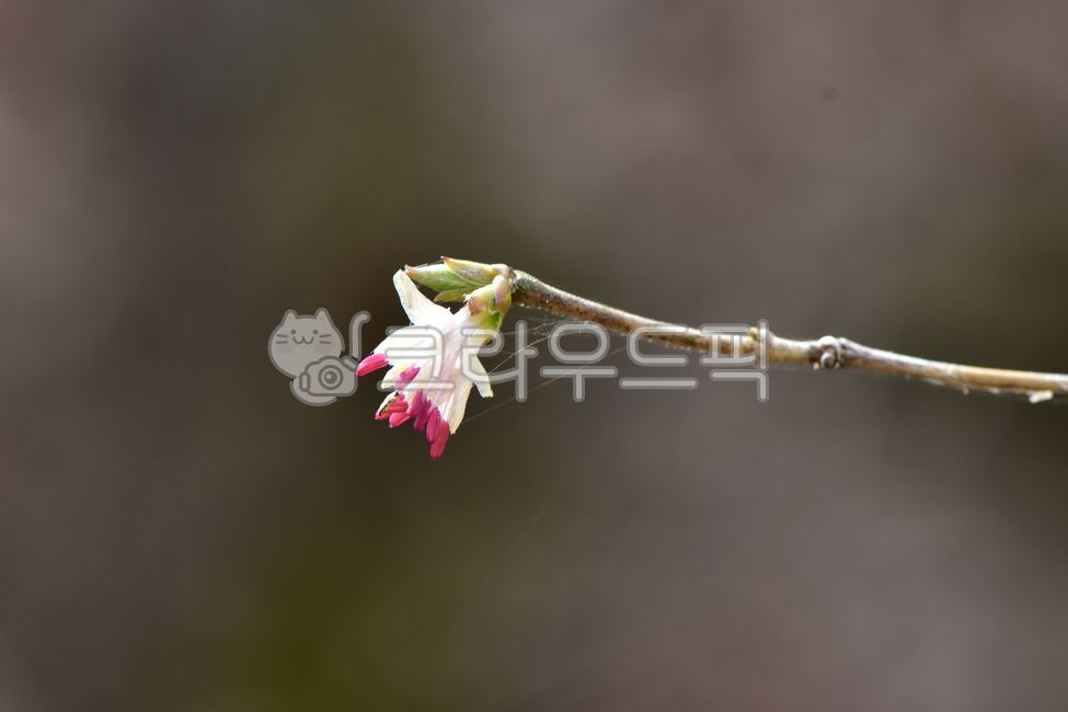 올괴불나무,야생화,꽃,생태,식물,자연,들꽃,산꽃,식생,감성,힐링,플라워,계절,시즌,wild,flower,plants,nature,season,배경,목본