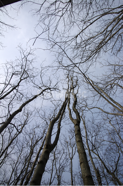 자연,나무,식물,plant,tree,하늘