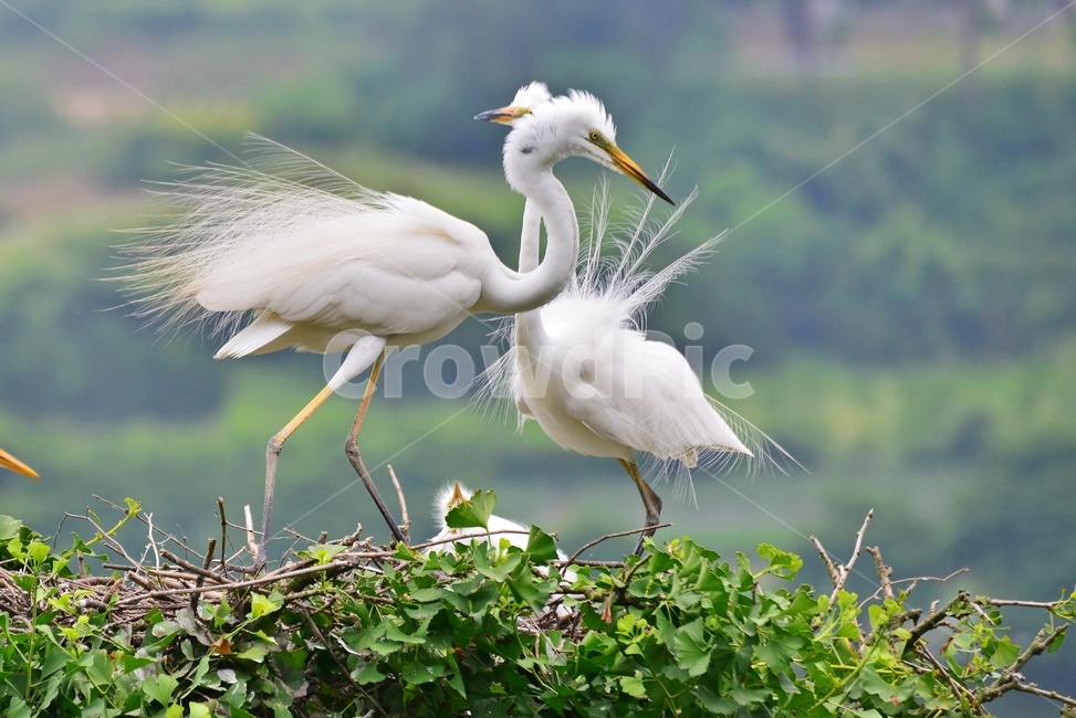 전북,임실,백로,백로부부,백로부부사랑,백로육추,bird,waterfowl,물새,stork,황새,동물,animal,조류,새,birds