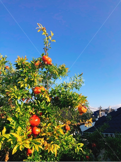 식물,plant,음식,fruit,과일,food,석류,가을,시골,시골풍경,과일,열매,fruit