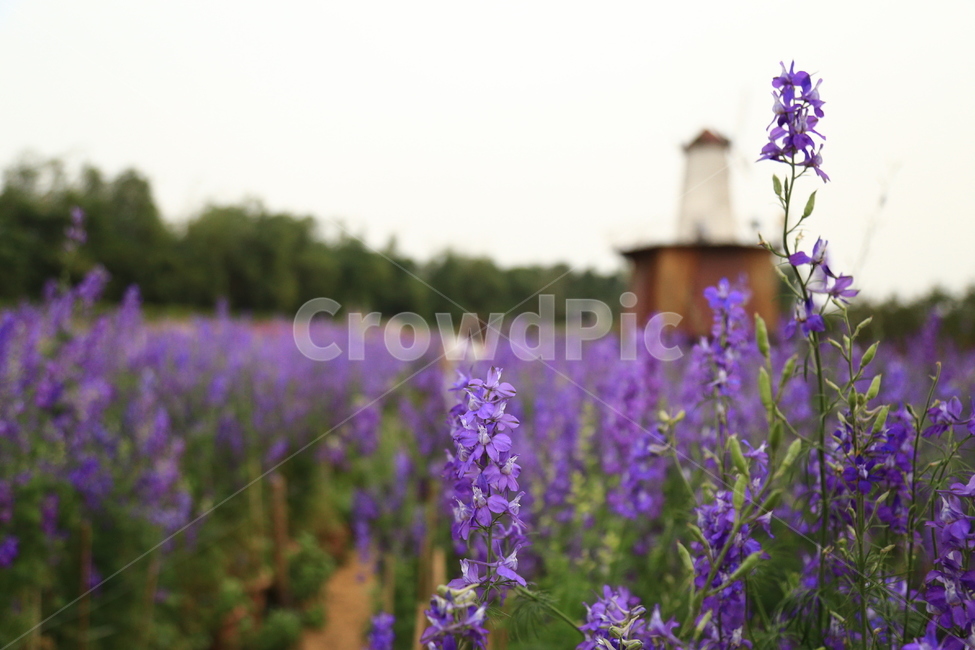 plant,식물,flower,꽃,공원,park