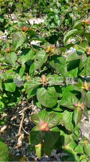 Babys Basil,sessilifolia,vegetation,leaf,Babys disease flower tree,Bottlewort family,flower
