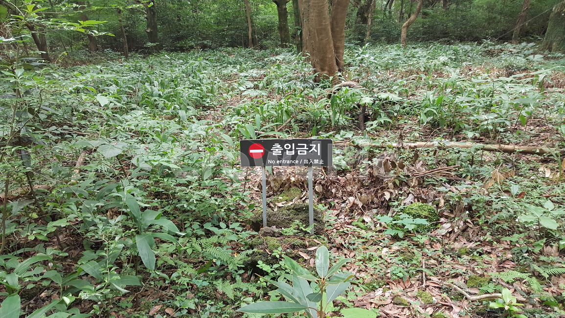 팻말,출입금지,안내판,자연보호,제주도,비자림,안내