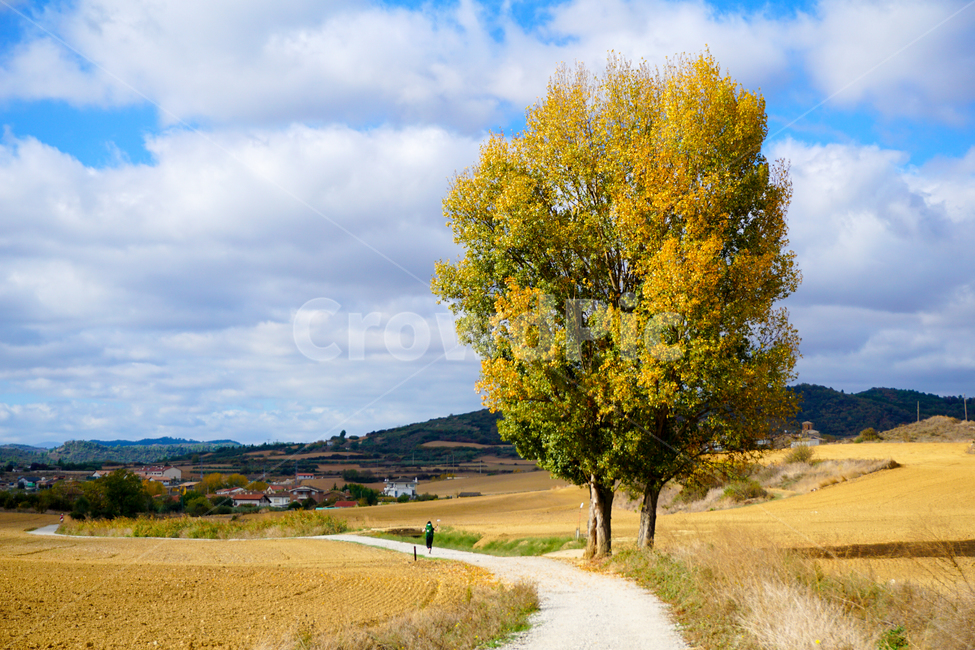 유럽,스페인,풍경,산티아고,순례길,자연,풍경,nature,landscape,해외,외국,세계,foreign,oversea,world,세계자연풍경,해외자연풍경,외국자연풍경,world nature landscape,tree,나무,plant,식물,tree trunk,나무 줄기