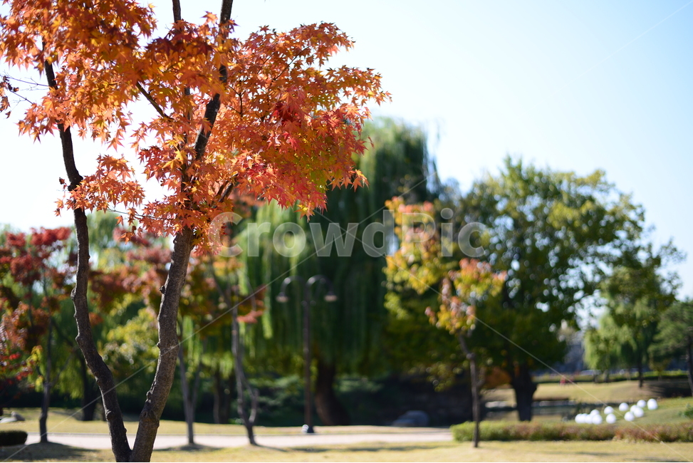 가을,단풍,자연,공원,산책,가을,계절,fall,autumn,season,tree,나무,plant,식물