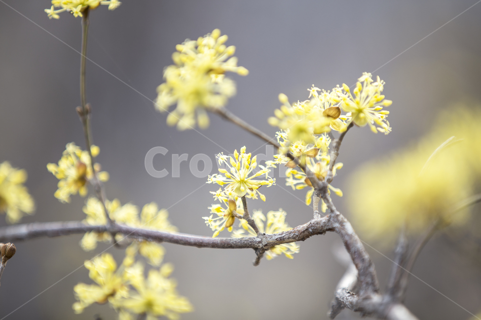유채꽃,봄꽃,rapeflower,플라워,스프링,spring,노란꽃,식물,봄,계절,spring,season,식물,자연,plants,nature,꽃,flower,plant