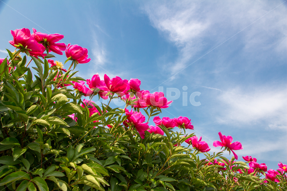 작약,꽃,맑은하늘,오월,파란하늘,하늘,약재,식물,자연,plants,nature,꽃,flower