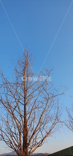 식물,tree,나무,겨울풍경,겨울나무,겨울하늘,식물,자연,plants,nature,나무,trees,wood