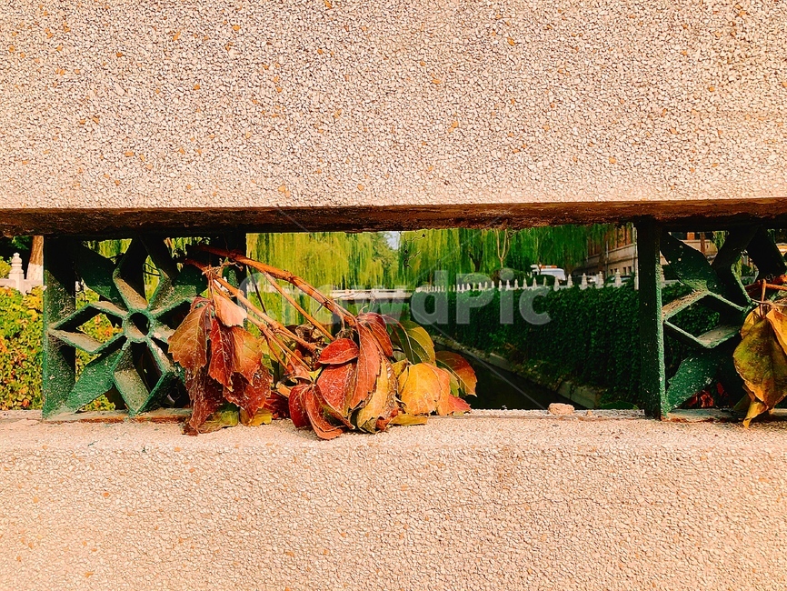 다리,가을,단풍,길,잎