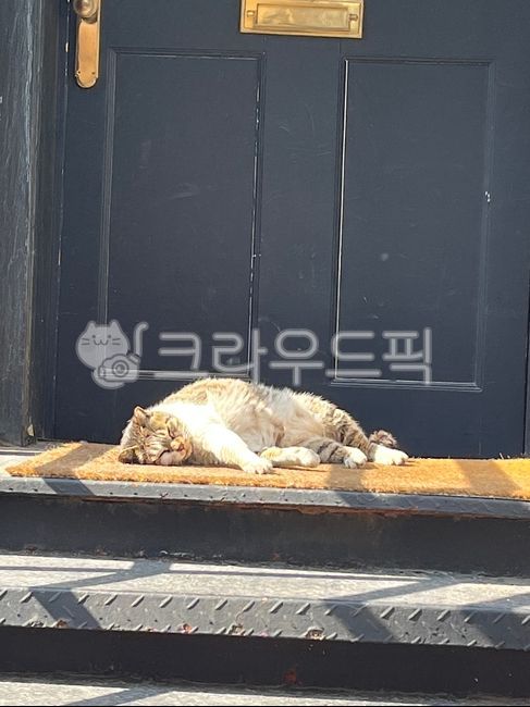 Lunch hour,drowsy,cat,cute,lying down